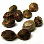 Семена марихуаны АК-47 (Seeds AK-47) в Магадане Семена марихуаны АК-47 (Seeds AK-47) в Магадане